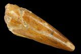 Cretaceous Fossil Crocodile Tooth - Morocco #160690-1